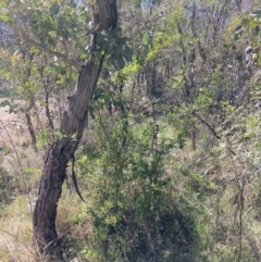 Pyracantha fortuneana at Majura, ACT - 1 Oct 2023