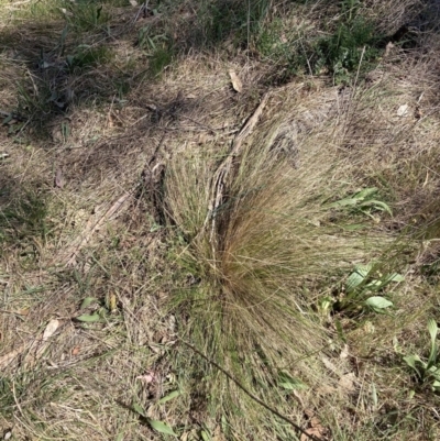 Nassella trichotoma (Serrated Tussock) at Majura, ACT - 1 Oct 2023 by waltraud