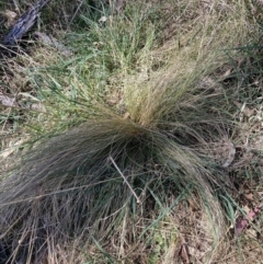 Nassella trichotoma at Majura, ACT - 1 Oct 2023