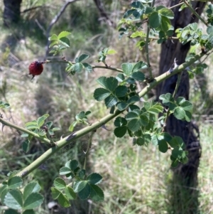 Rosa rubiginosa at Majura, ACT - 1 Oct 2023 11:43 AM