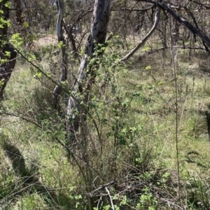 Rosa rubiginosa at Majura, ACT - 1 Oct 2023 11:43 AM