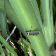 Chauliognathus lugubris (Plague Soldier Beetle) at Mittagong, NSW - 1 Oct 2023 by Hejor1