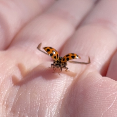 Harmonia conformis (Common Spotted Ladybird) at Mittagong, NSW - 1 Oct 2023 by Hejor1