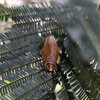 Balta bicolor (A balta cockroach) at Mittagong, NSW - 1 Oct 2023 by Hejor1