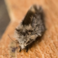 Psychodidae sp. (family) (Moth Fly, Drain Fly) at Acton, ACT - 30 Sep 2023 by patrickcox