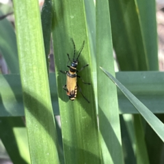 Chauliognathus imperialis (Imperial Soldier Beetle) at Mittagong, NSW - 1 Oct 2023 by Hejor1