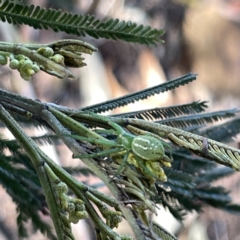 Lehtinelagia prasina at Mittagong, NSW - 1 Oct 2023 by Hejor1