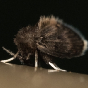 Psychodidae sp. (family) at Acton, ACT - 1 Oct 2023