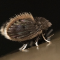 Psychodidae sp. (family) at Acton, ACT - 1 Oct 2023 10:00 PM