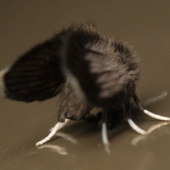 Psychodidae sp. (family) at Acton, ACT - 1 Oct 2023