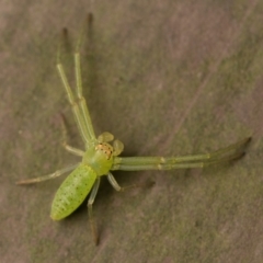 Cetratus rubropunctatus (Long green crab spider) at ANBG - 30 Sep 2023 by patrickcox