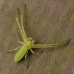 Cetratus rubropunctatus (Long green crab spider) at Acton, ACT - 1 Oct 2023 by patrickcox