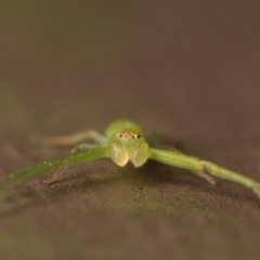 Cetratus rubropunctatus at Acton, ACT - 1 Oct 2023 10:00 AM