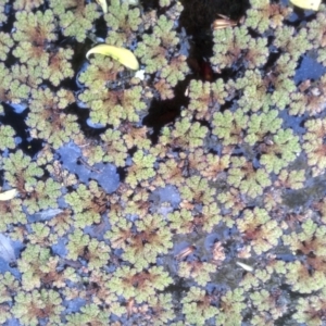 Azolla rubra at Cooma, NSW - 1 Oct 2023