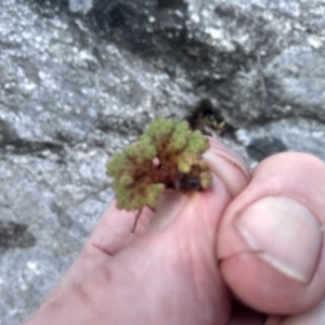 Azolla rubra at Cooma, NSW - 1 Oct 2023