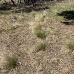 Nassella trichotoma (Serrated Tussock) at Majura, ACT - 1 Oct 2023 by waltraud