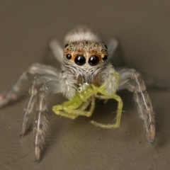 Opisthoncus sp. (genus) (Unidentified Opisthoncus jumping spider) at ANBG - 30 Sep 2023 by patrickcox
