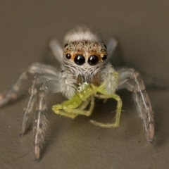 Opisthoncus sp. (genus) (Opisthoncus jumping spider) at Acton, ACT - 1 Oct 2023 by patrickcox