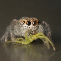 Opisthoncus sp. (genus) at Acton, ACT - 1 Oct 2023 10:30 AM