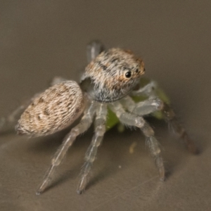 Opisthoncus sp. (genus) at Acton, ACT - 1 Oct 2023 10:30 AM