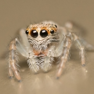 Opisthoncus sp. (genus) at Acton, ACT - 1 Oct 2023 10:30 AM