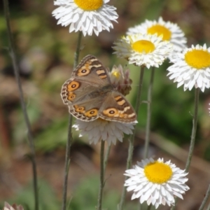 Junonia villida at Holder, ACT - 23 Sep 2023 01:30 PM