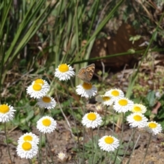 Junonia villida at Holder, ACT - 23 Sep 2023 01:30 PM