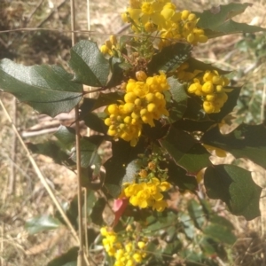 Berberis aquifolium at Cooma, NSW - 1 Oct 2023 02:43 PM