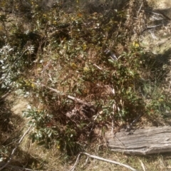 Berberis aquifolium at Cooma, NSW - 1 Oct 2023 02:43 PM