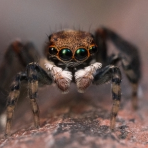 Maratus watagansi at Acton, ACT - 1 Oct 2023 09:30 AM