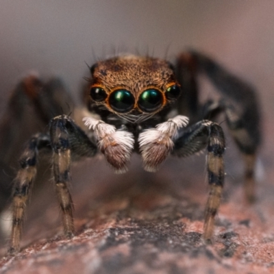 Maratus watagansi (Rainforest Peacock Spider) at ANBG - 30 Sep 2023 by patrickcox