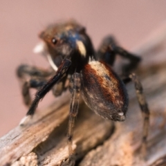 Maratus watagansi at Acton, ACT - 1 Oct 2023