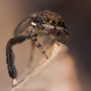 Maratus watagansi at Acton, ACT - 1 Oct 2023 09:30 AM