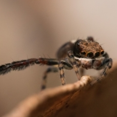 Maratus watagansi at Acton, ACT - 1 Oct 2023 09:30 AM