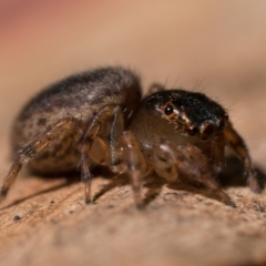 Maratus watagansi at Acton, ACT - 1 Oct 2023 09:30 AM