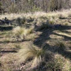 Nassella trichotoma at Majura, ACT - 1 Oct 2023