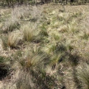 Nassella trichotoma at Majura, ACT - 1 Oct 2023