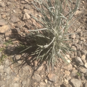 Senecio quadridentatus at Cooma, NSW - 1 Oct 2023