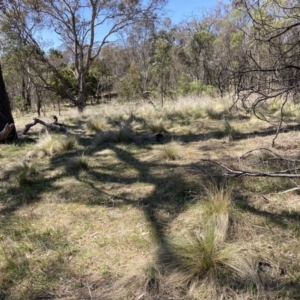 Nassella trichotoma at Majura, ACT - 1 Oct 2023