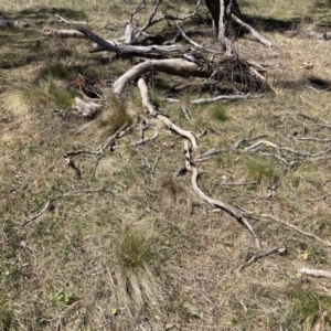 Nassella trichotoma at Majura, ACT - 1 Oct 2023