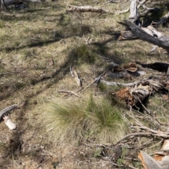 Nassella trichotoma at Majura, ACT - 1 Oct 2023