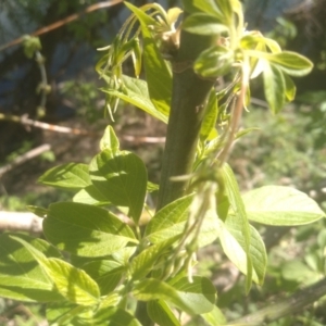 Fraxinus sp. at Cooma, NSW - 1 Oct 2023 03:00 PM