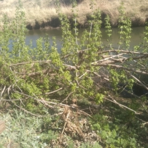 Fraxinus sp. at Cooma, NSW - 1 Oct 2023 03:00 PM