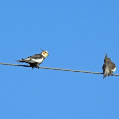 Nymphicus hollandicus (Cockatiel) at Avoca, QLD - 30 Apr 2023 by Gaylesp8