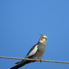 Nymphicus hollandicus at Avoca, QLD - 30 Apr 2023 03:26 PM