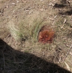 Nassella trichotoma (Serrated Tussock) at Majura, ACT - 1 Oct 2023 by waltraud