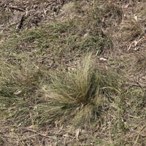 Nassella trichotoma at Majura, ACT - 1 Oct 2023