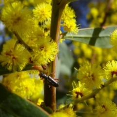 Cleridae sp. (family) (Checkered beetle) at Stromlo, ACT - 16 Aug 2023 by Miranda