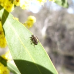 Eleale sp. (genus) (Clerid beetle) at Stromlo, ACT - 16 Aug 2023 by Miranda