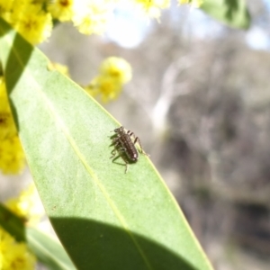 Eleale sp. (genus) at Stromlo, ACT - 16 Aug 2023 02:04 PM